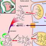 Thyroid disorders on the rise in IndiaThere is significant regional variation in prevalence July 23, 2019